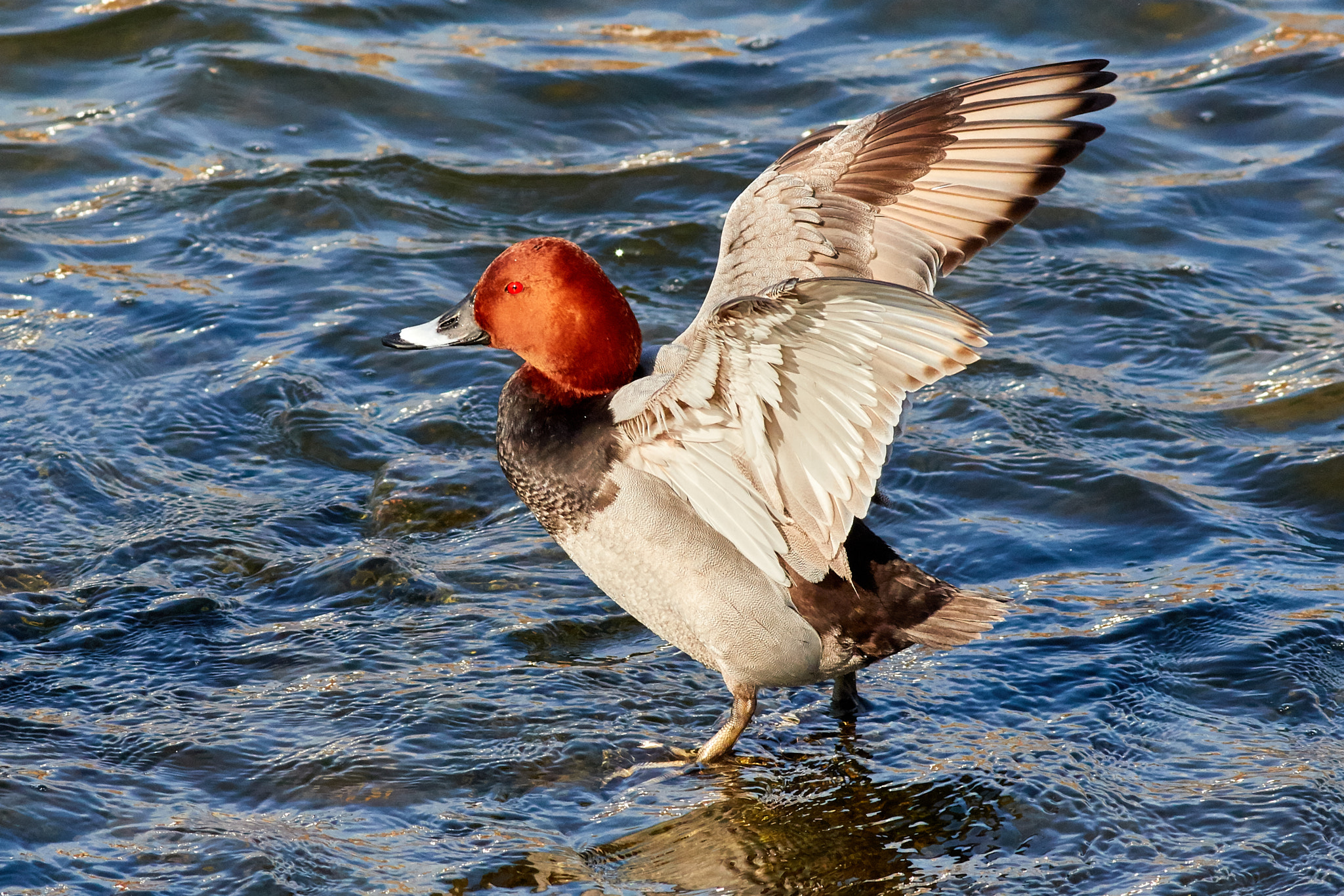 Canon EF 400mm F5.6L USM sample photo. Redhead showing off photography