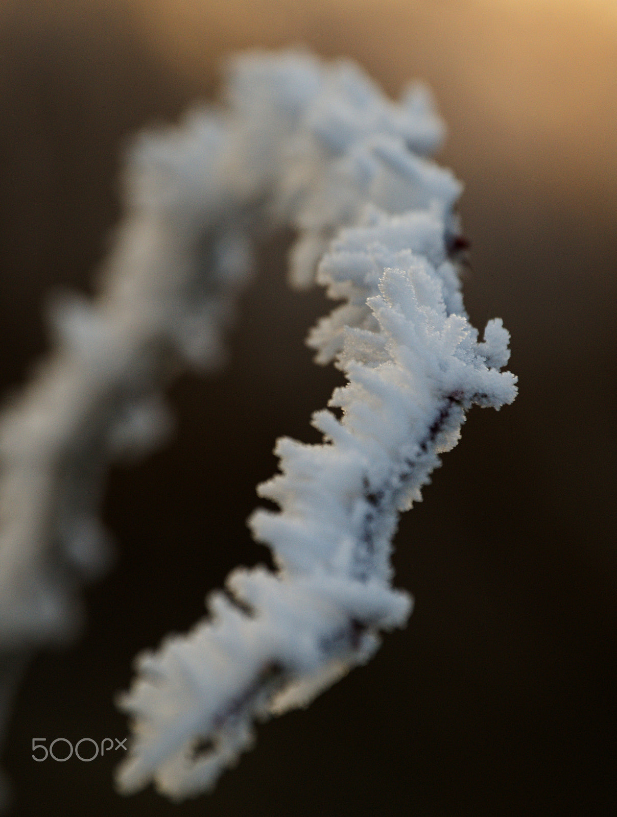 55.00 - 200.00 mm f/4.0 - 5.6 sample photo. Twig photography