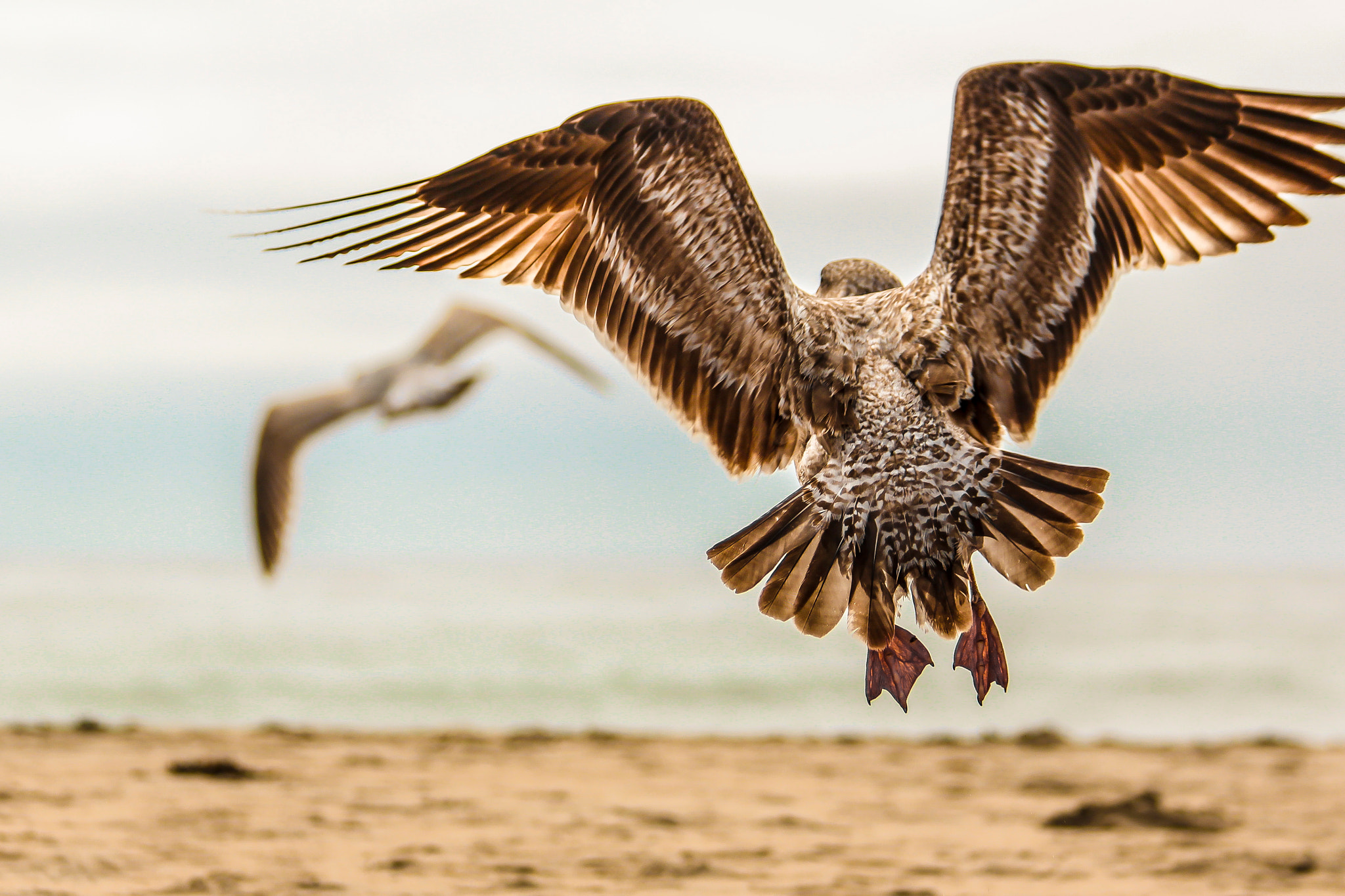 Canon EF 70-300mm F4-5.6 IS USM sample photo. Taking flight photography