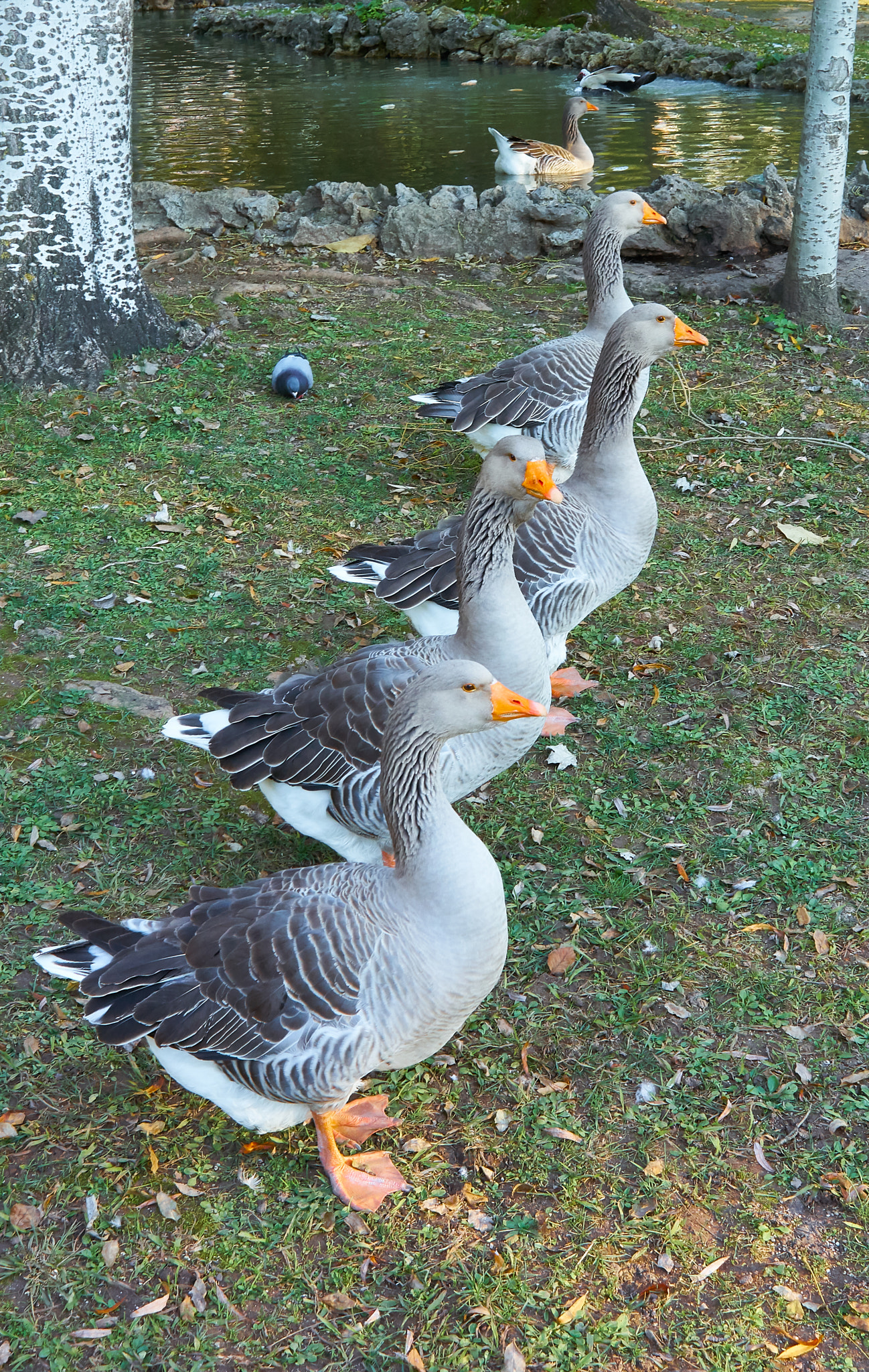 Sony FE 28mm F2 sample photo. A row of geese.  photography