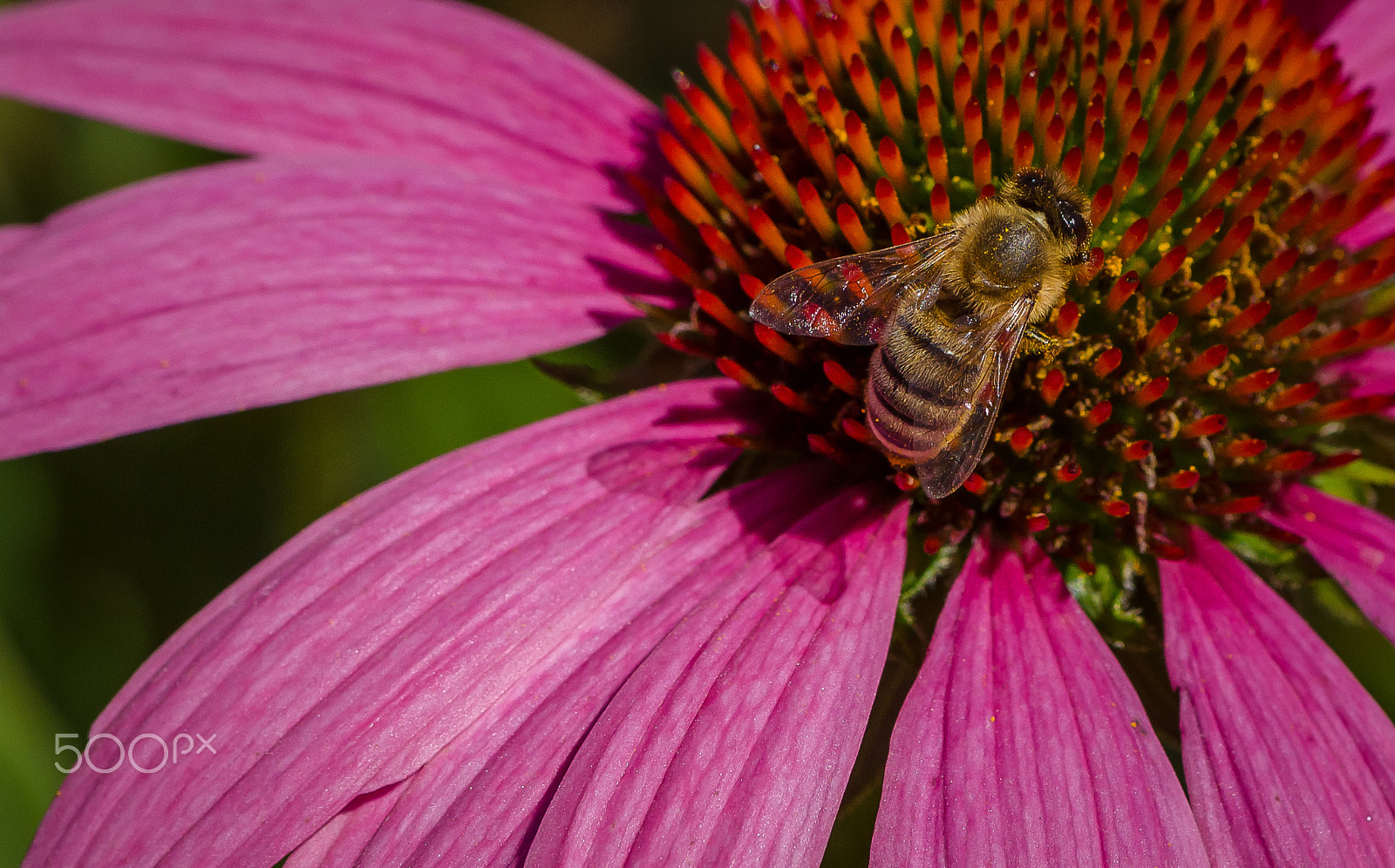 Nikon AF-S Micro-Nikkor 105mm F2.8G IF-ED VR sample photo. Bee on flower photography