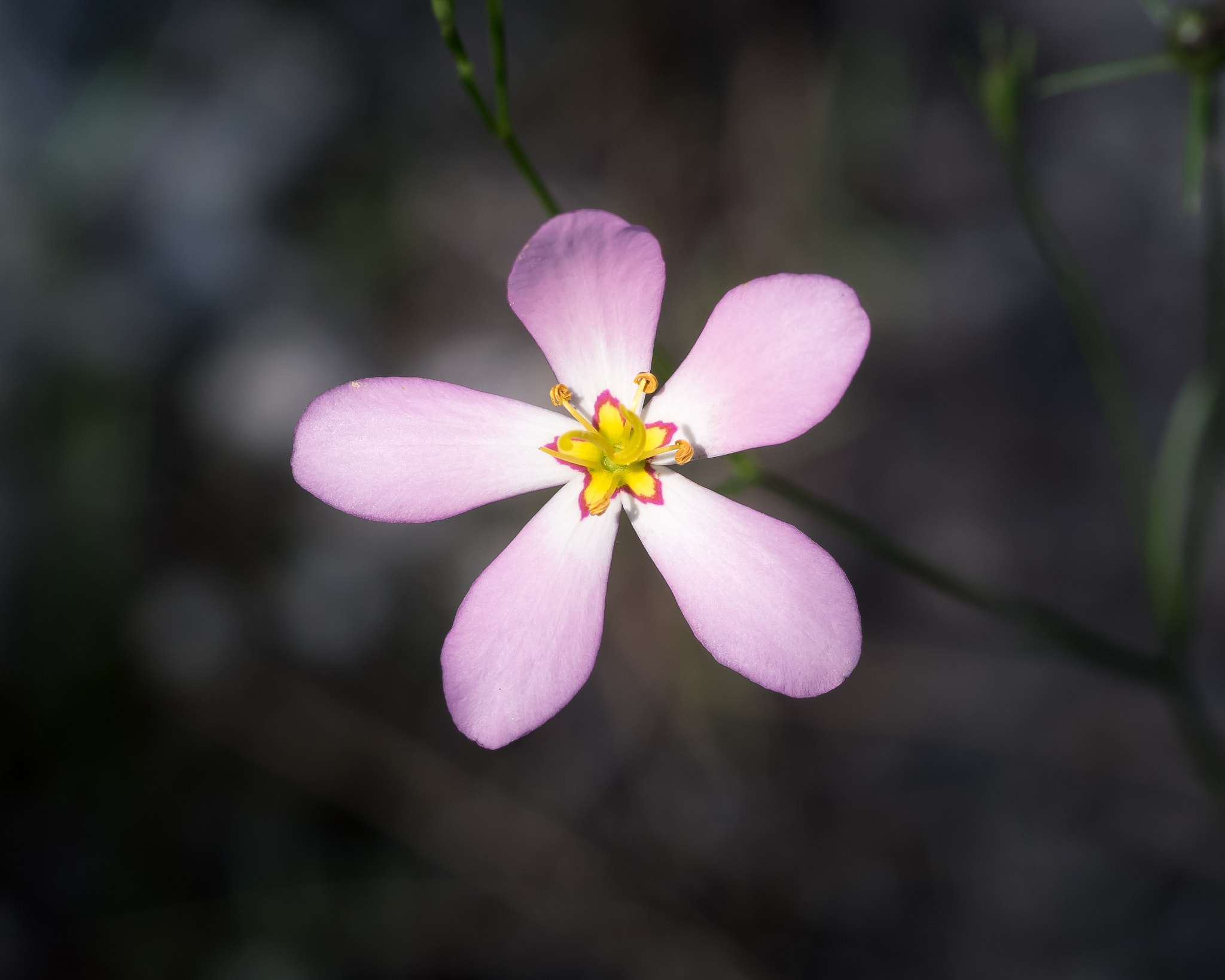 Olympus OM-D E-M1 sample photo. Marsh pink (sabatia stellaris) photography