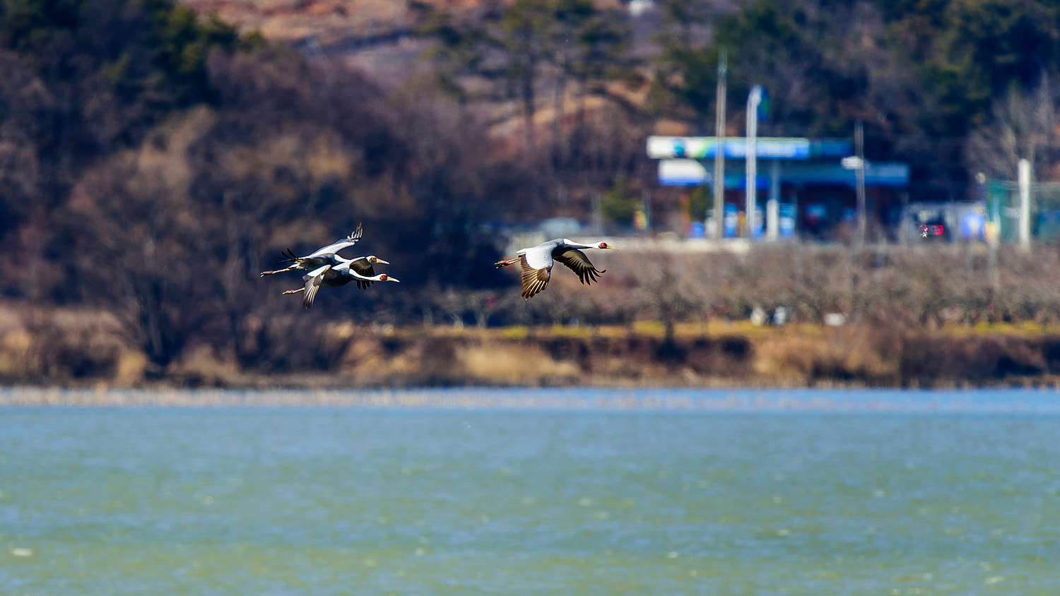 Nikon AF-S Nikkor 600mm F4E FL ED VR sample photo. The three musketeers photography