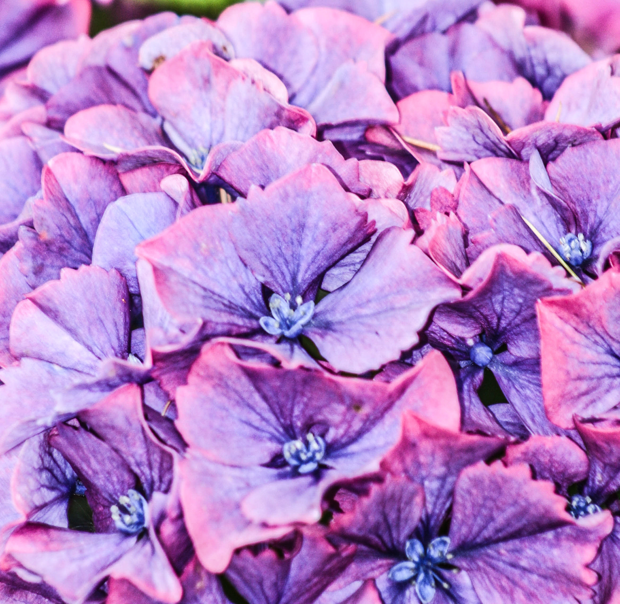 Canon EF 75-300mm f/4-5.6 USM sample photo. Florals photography
