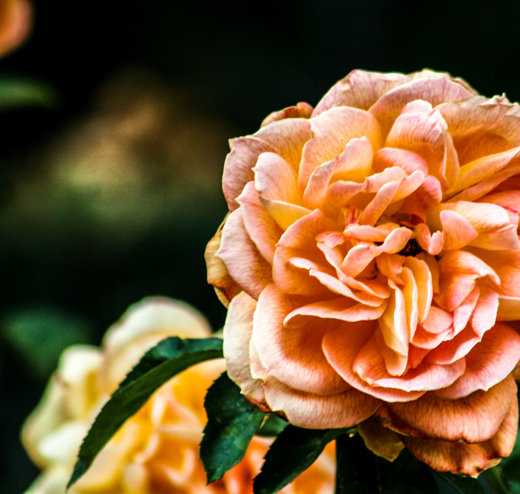 Canon EF 75-300mm f/4-5.6 USM sample photo. Florals photography