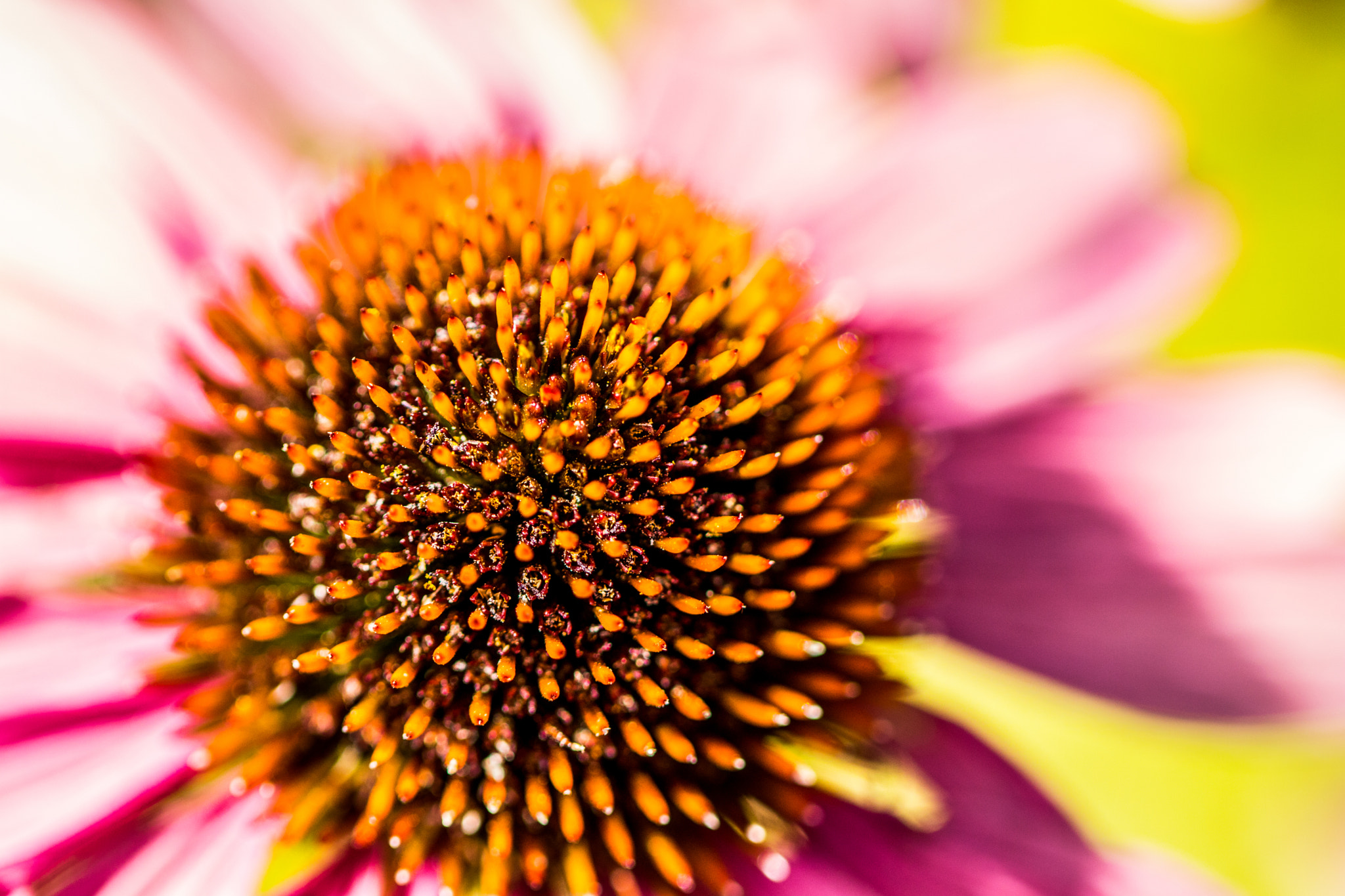 Canon EOS 760D (EOS Rebel T6s / EOS 8000D) sample photo. Florals photography