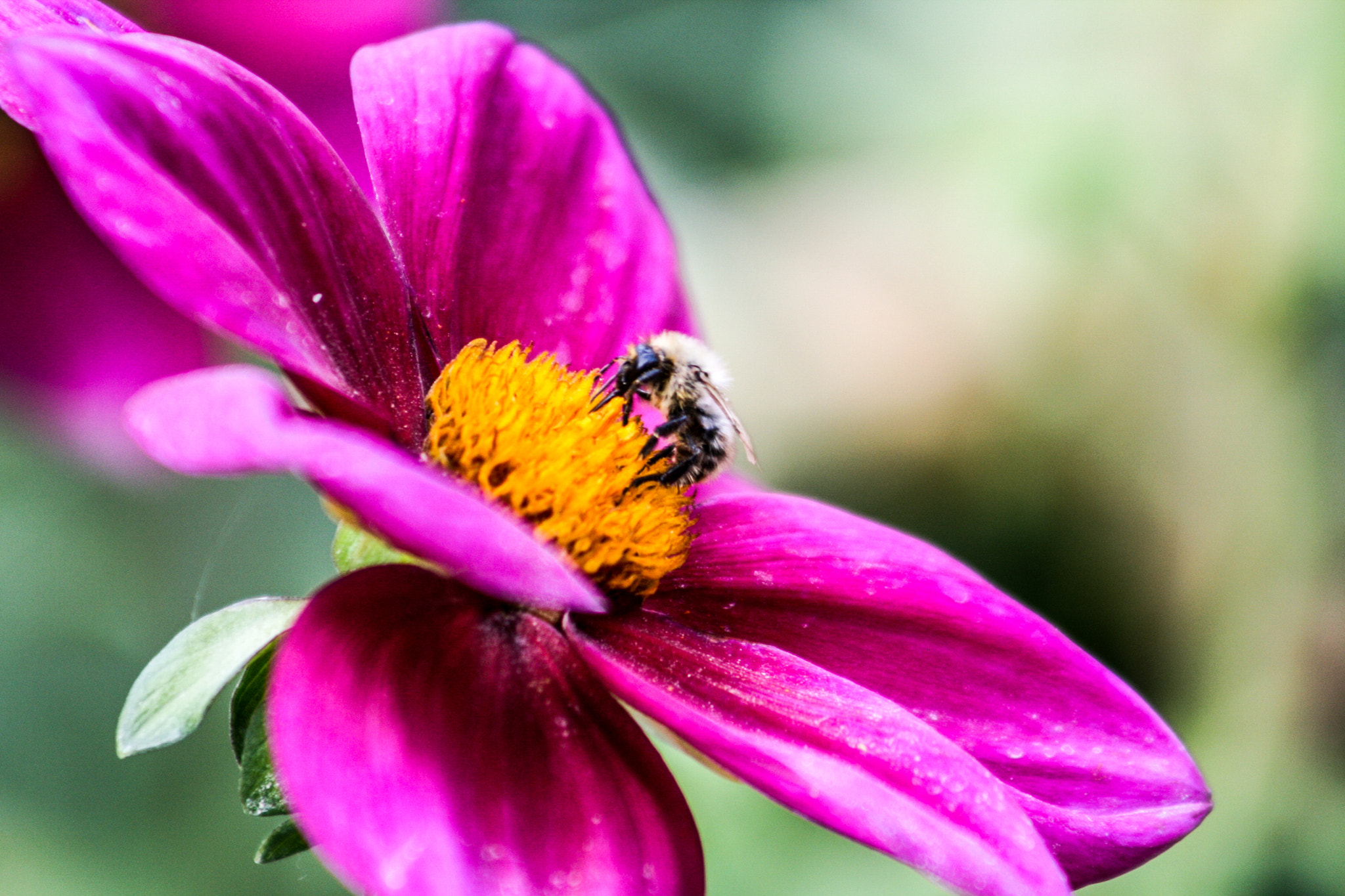 Canon EF 75-300mm f/4-5.6 USM sample photo. Florals photography