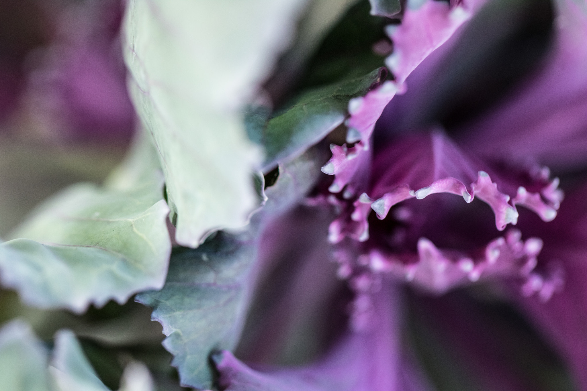 Canon EOS 760D (EOS Rebel T6s / EOS 8000D) sample photo. Florals photography