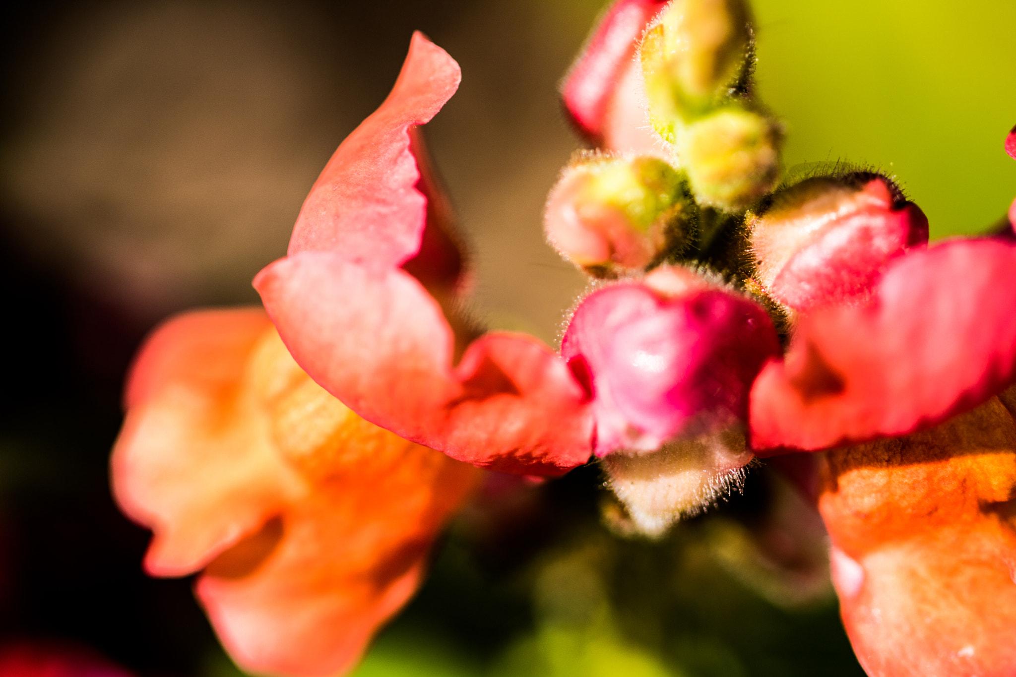 Canon EOS 760D (EOS Rebel T6s / EOS 8000D) sample photo. Florals photography