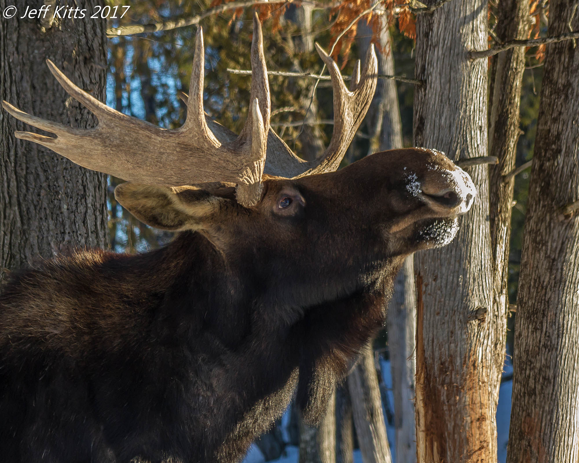 Canon EF 75-300mm f/4-5.6 USM sample photo. 3440- hold your head high photography