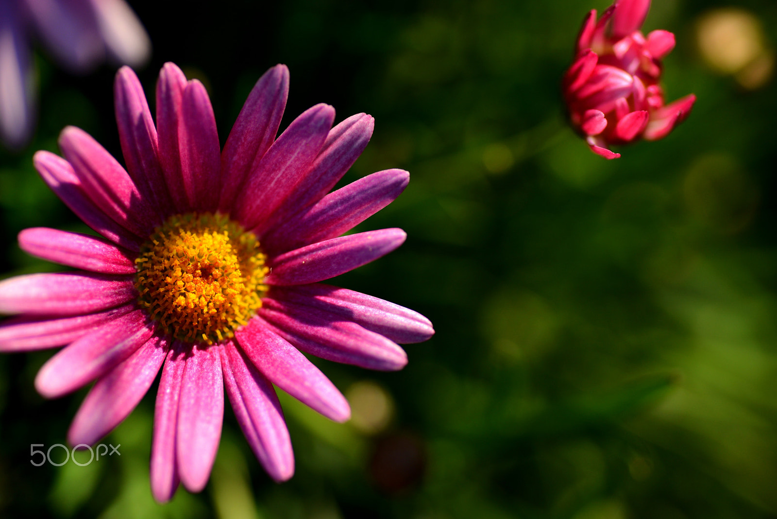 Nikon D600 sample photo. Shining pink photography