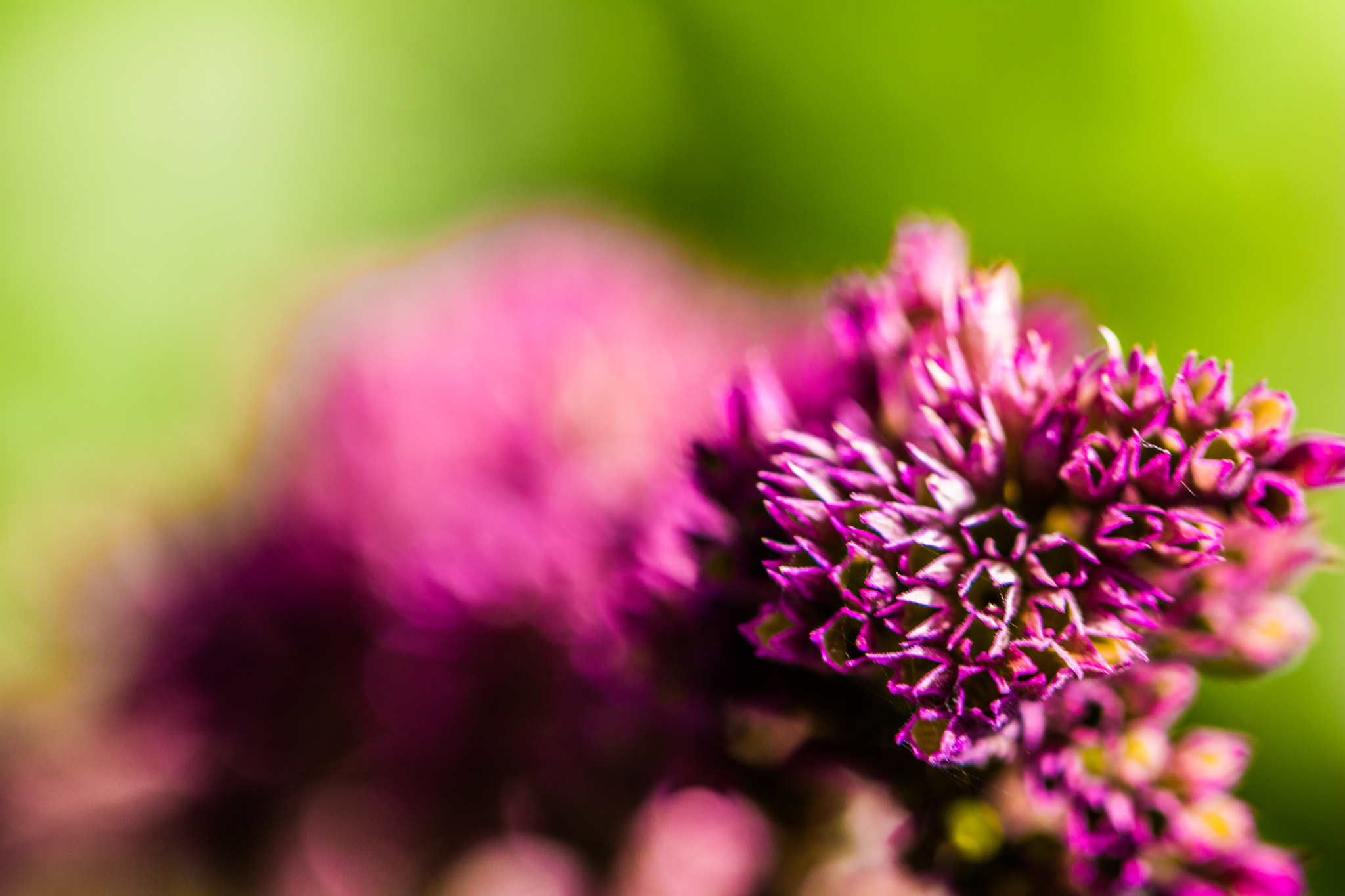 Canon EOS 760D (EOS Rebel T6s / EOS 8000D) sample photo. Florals photography