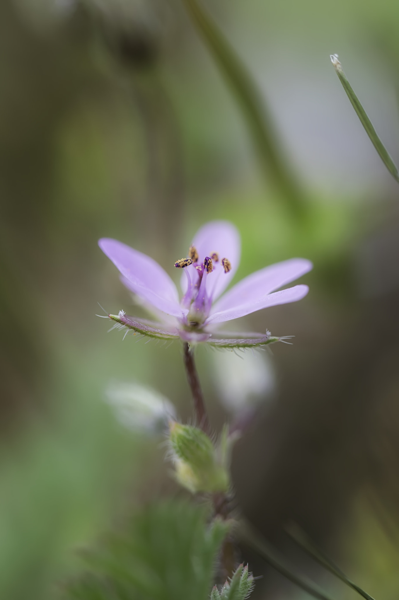 Nikon D3200 sample photo. My neighbors lawn photography
