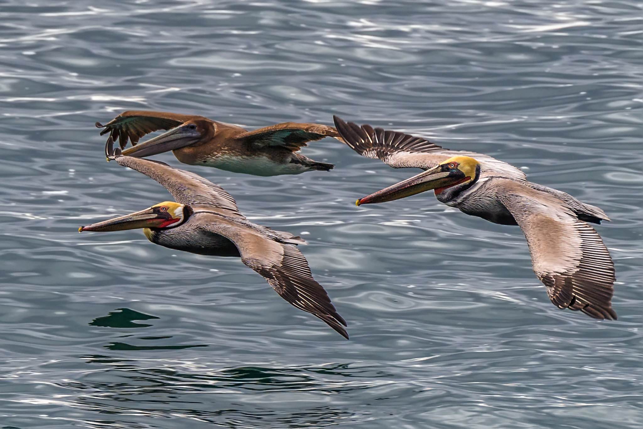 Nikon D5 sample photo. Pelican formation photography
