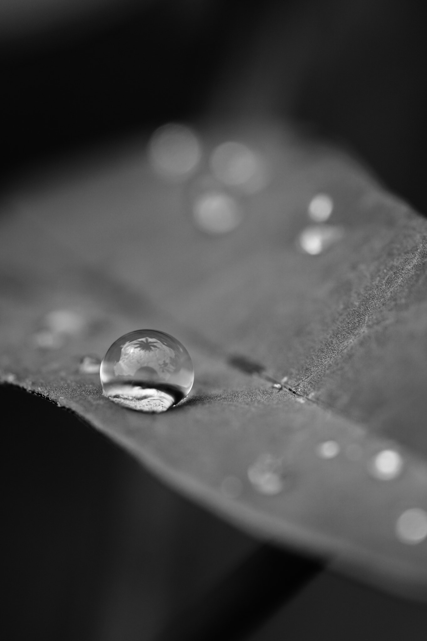Sony a6000 + Sony FE 90mm F2.8 Macro G OSS sample photo. Tropical reflection photography