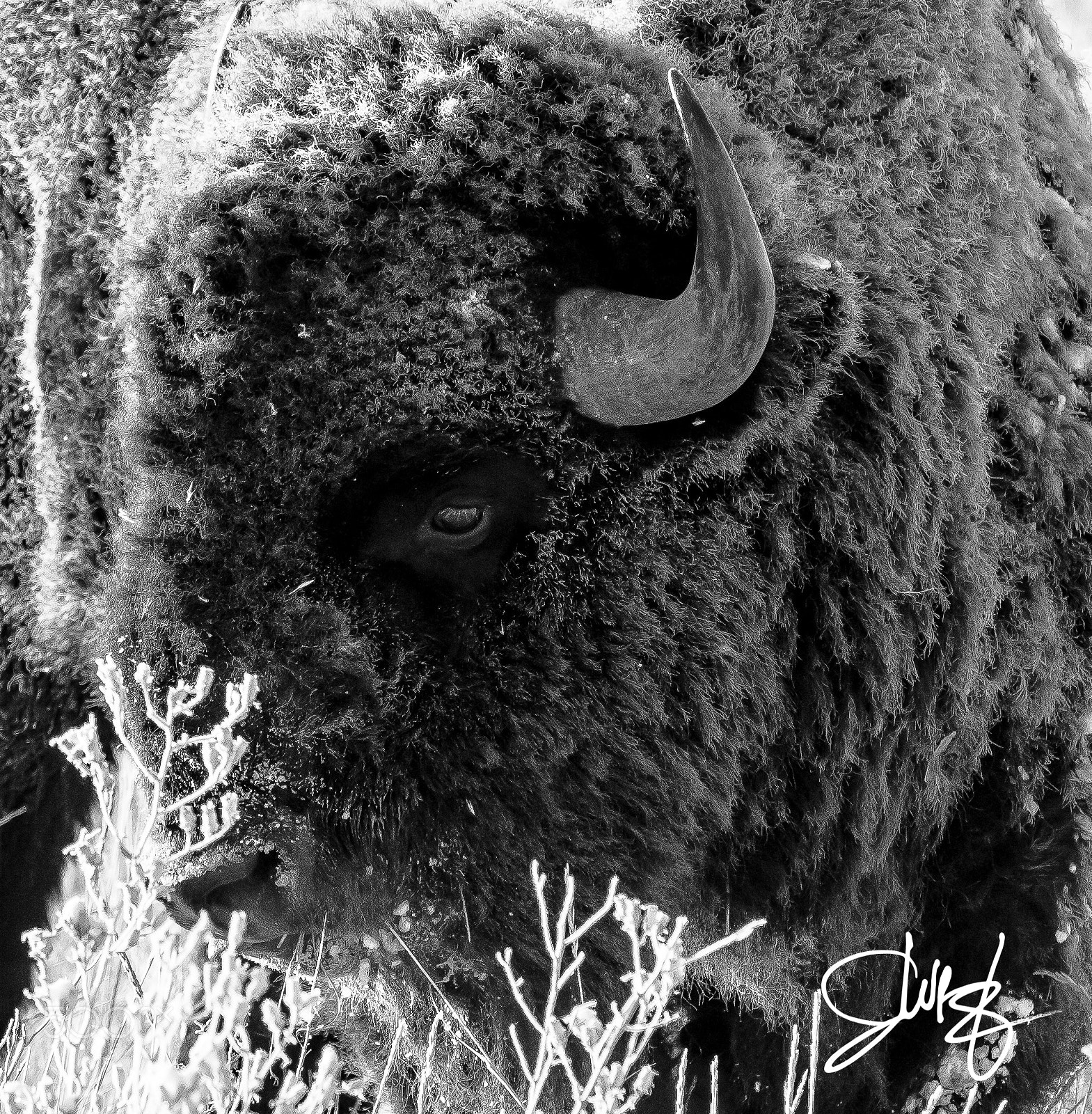 Canon EOS-1D X sample photo. North american bison in black and white photography