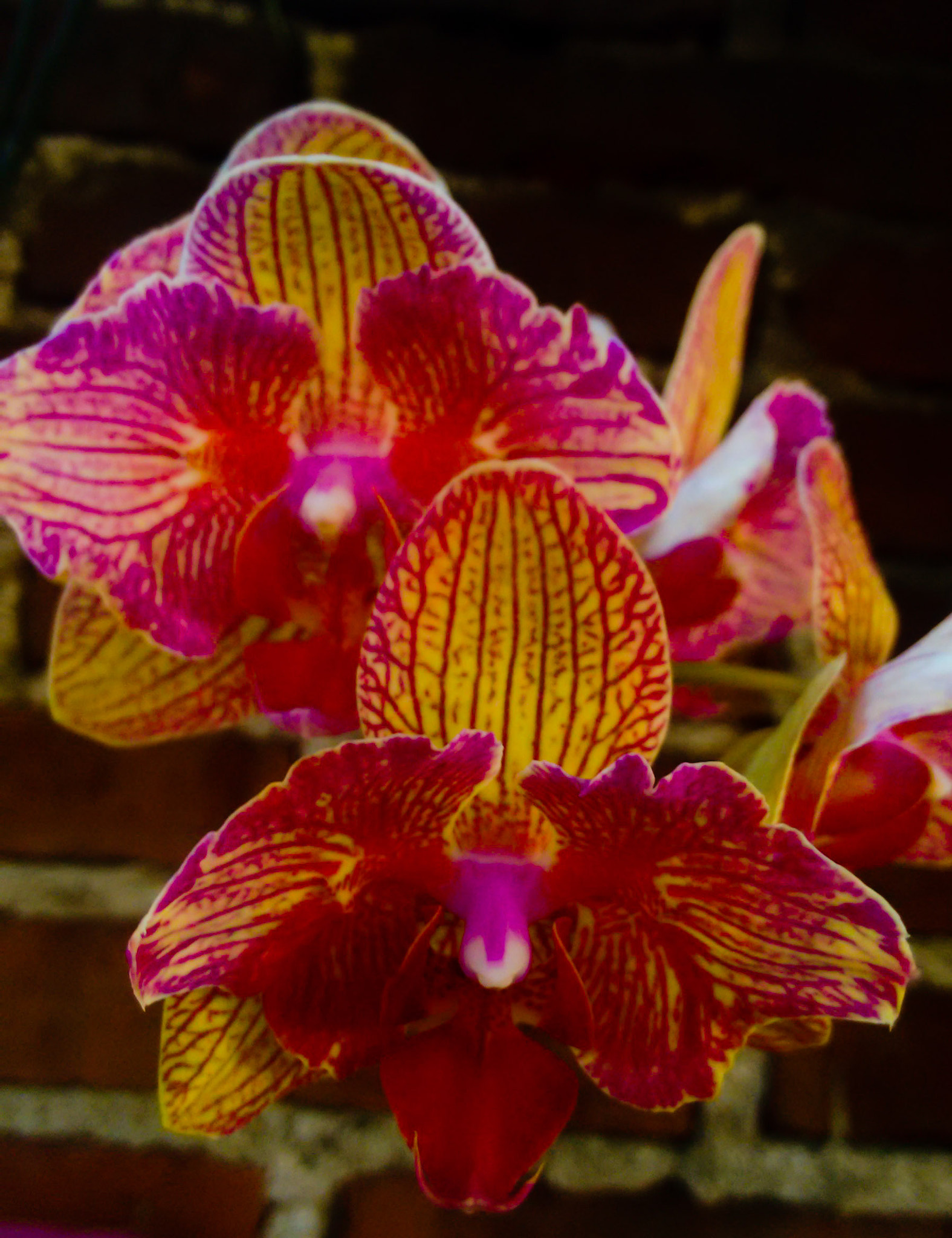 Motorola XT1063 sample photo. Phalaenopsis  photography