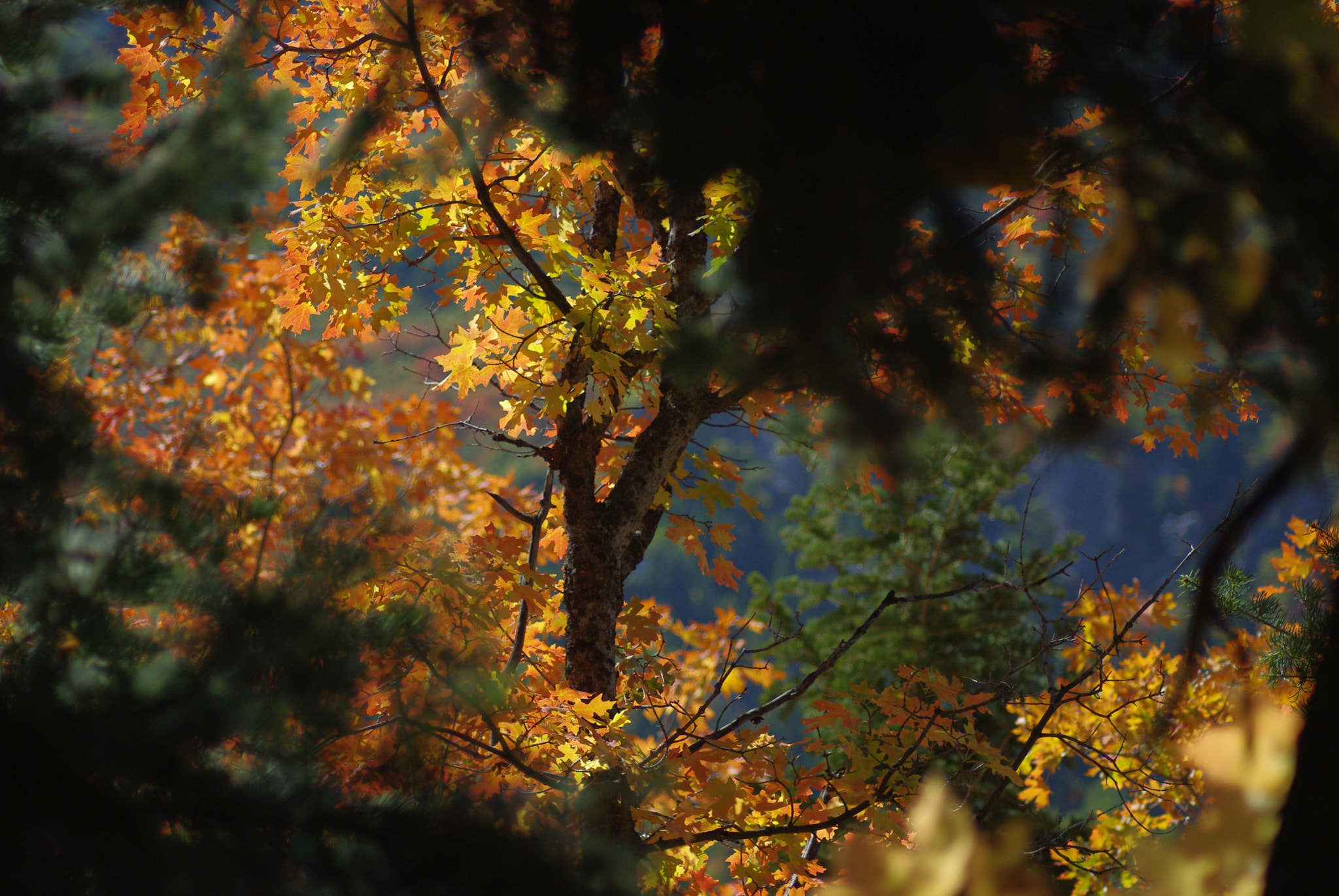 Pentax K-m (K2000) + Tamron AF 70-300mm F4-5.6 LD Macro 1:2 sample photo. Fall in snow basin photography