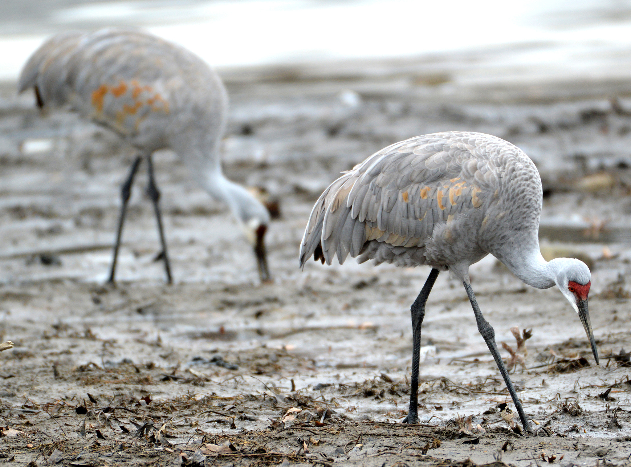 Nikon AF-S Nikkor 200-500mm F5.6E ED VR sample photo. Sandhill cranes photography