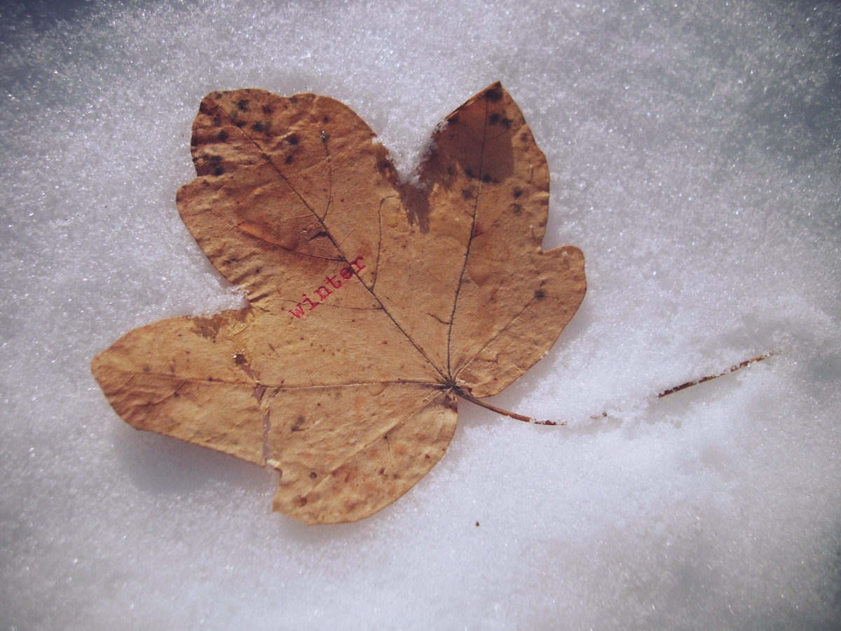 Benq DC C1060 sample photo. Wintry autumn photography