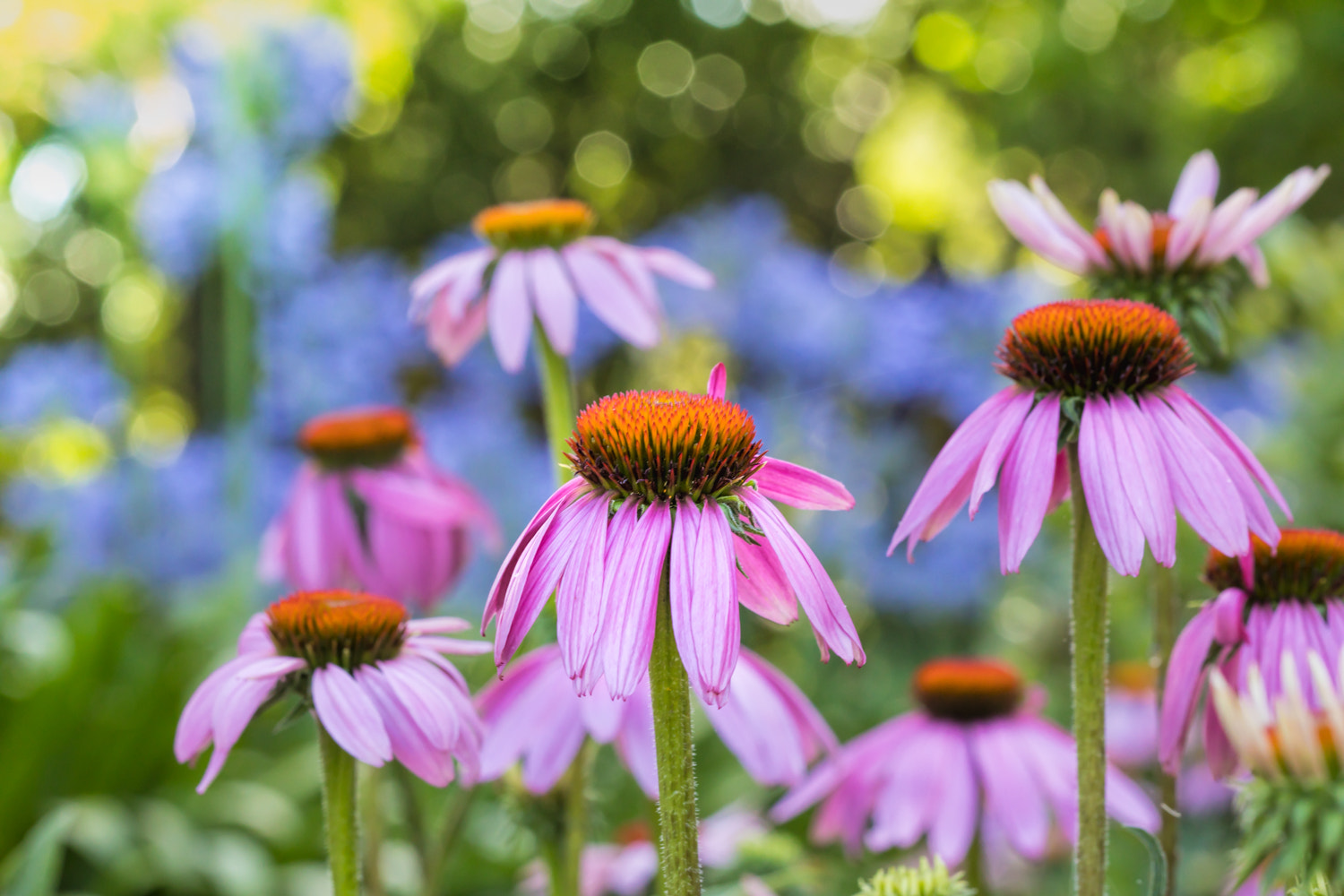 Canon EF 100mm F2.8 Macro USM sample photo. Cone colour photography
