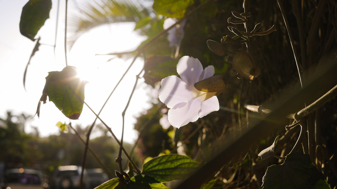 Panasonic Lumix DMC-GH3 + Panasonic Lumix G 20mm F1.7 ASPH sample photo. Florecita de la calle.  4 de enero 2017. sayulita nayarit.  #flor #calle #sayulita photography