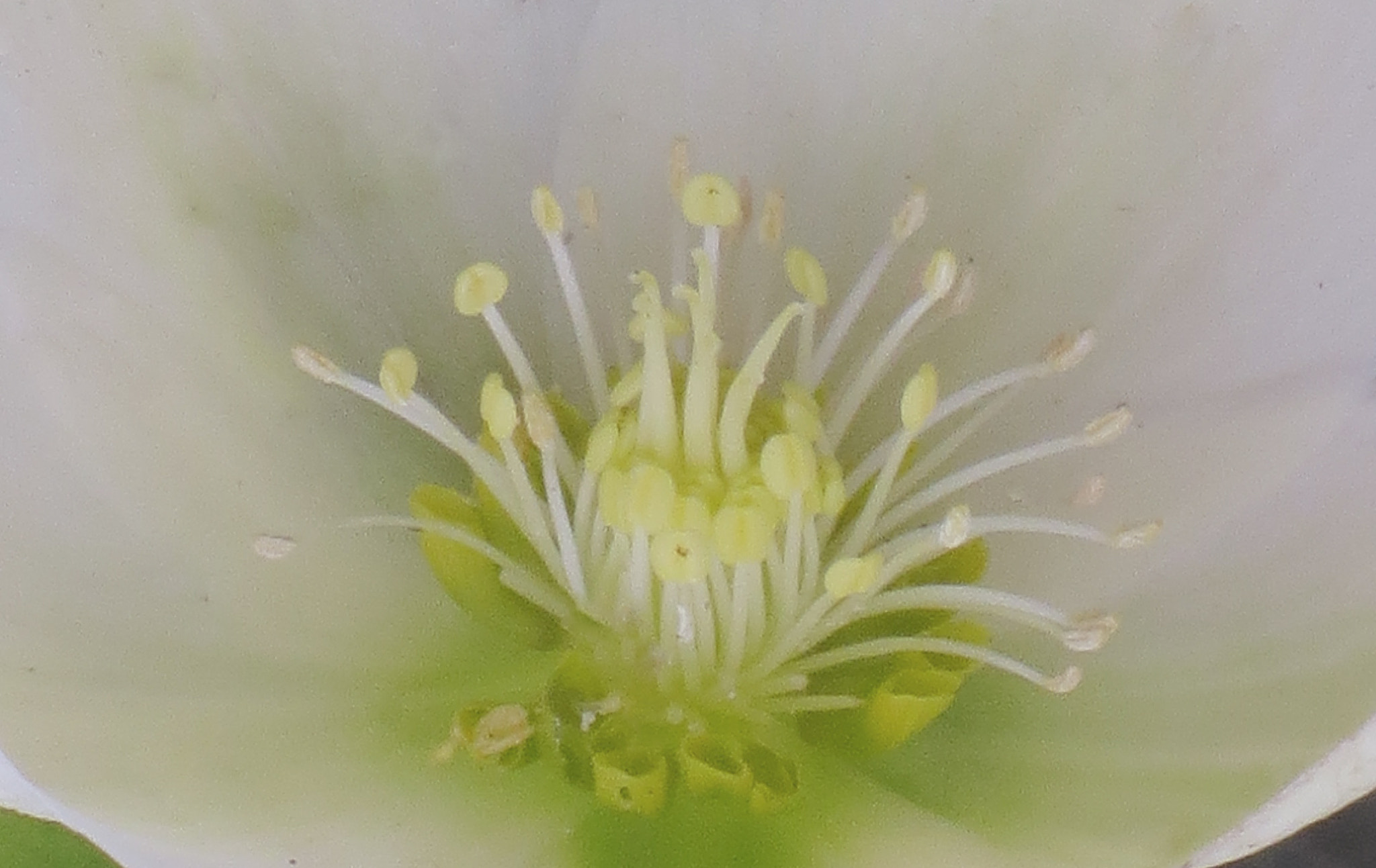 Canon POWERSHOT ELPH 320 HS sample photo. A winter flower photography