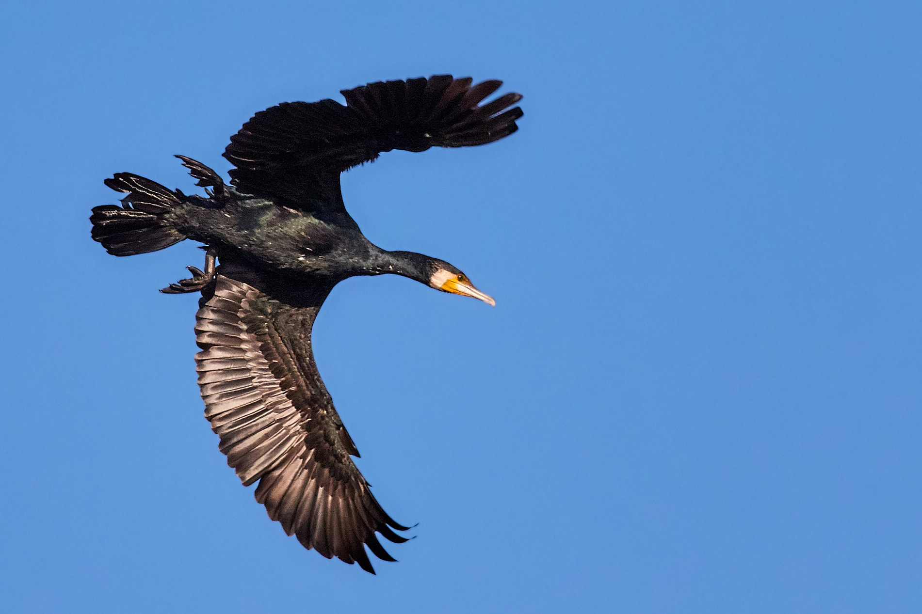 Canon EF 400mm F5.6L USM sample photo. Great cormorant photography