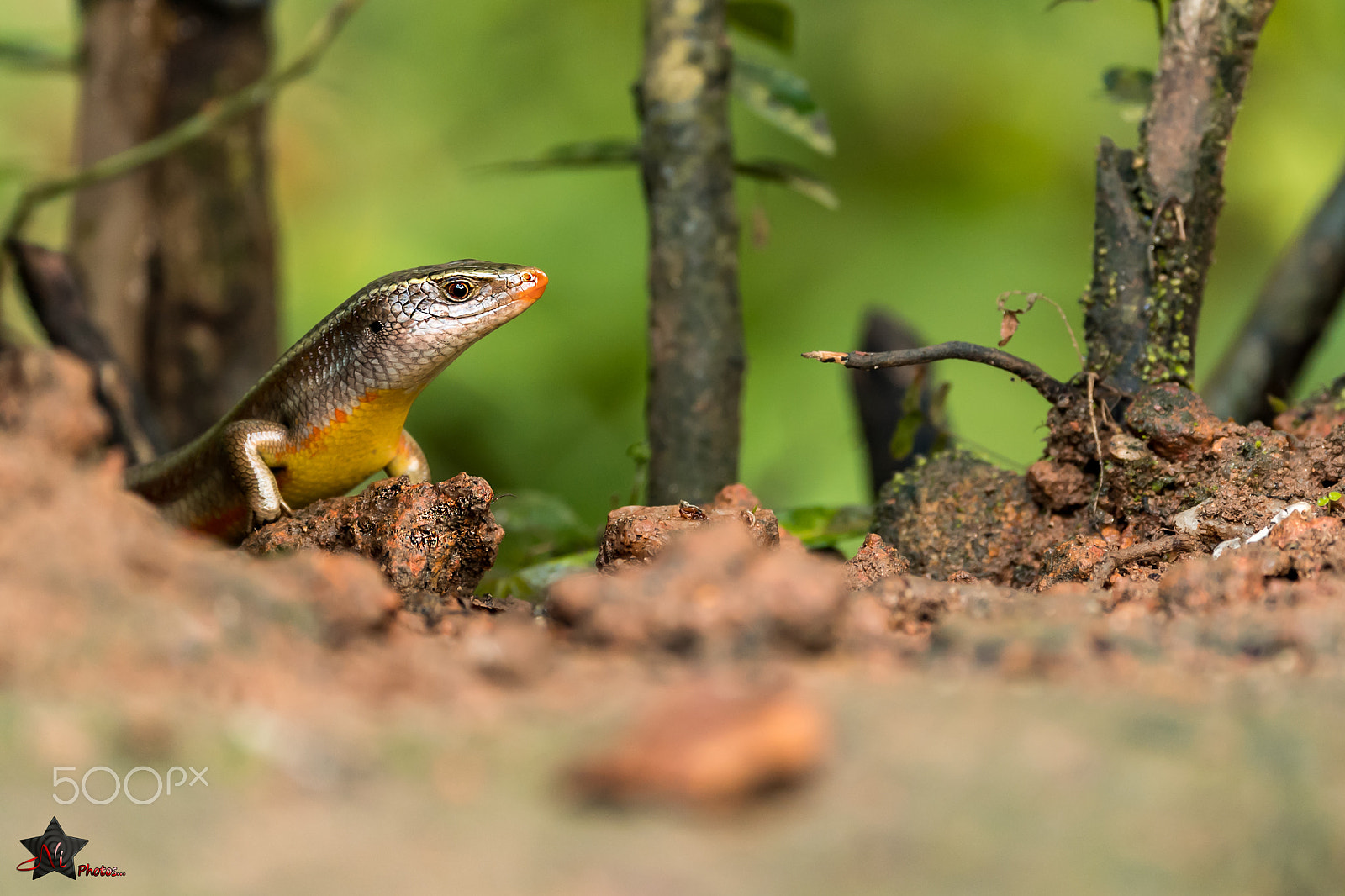 Nikon AF-S Nikkor 600mm F4E FL ED VR sample photo. Skink photography