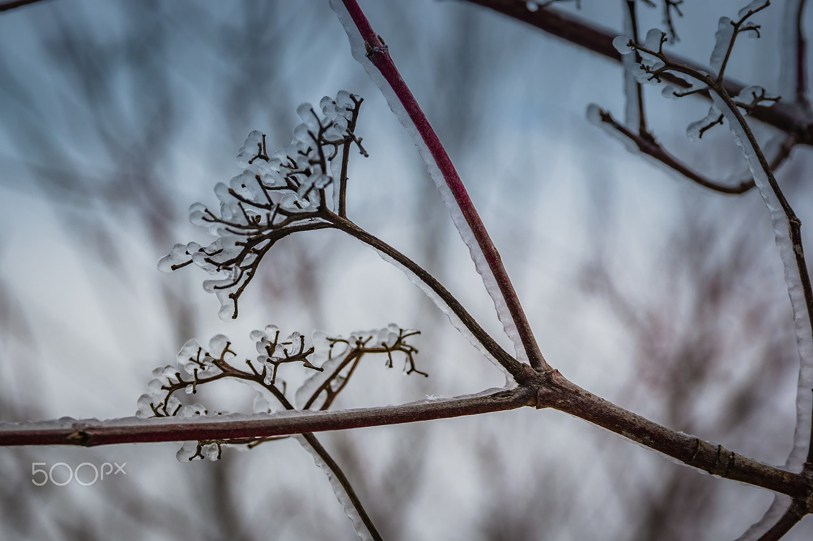 Sigma 17-70mm F2.8-4 DC Macro HSM | C sample photo. Snowflake photography