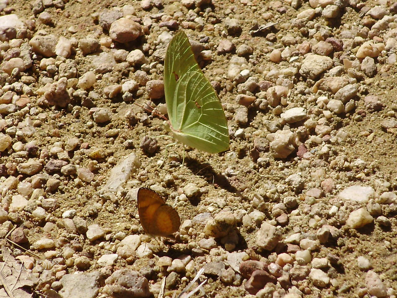 Olympus FE310,X840,C530 sample photo. Borboleta photography