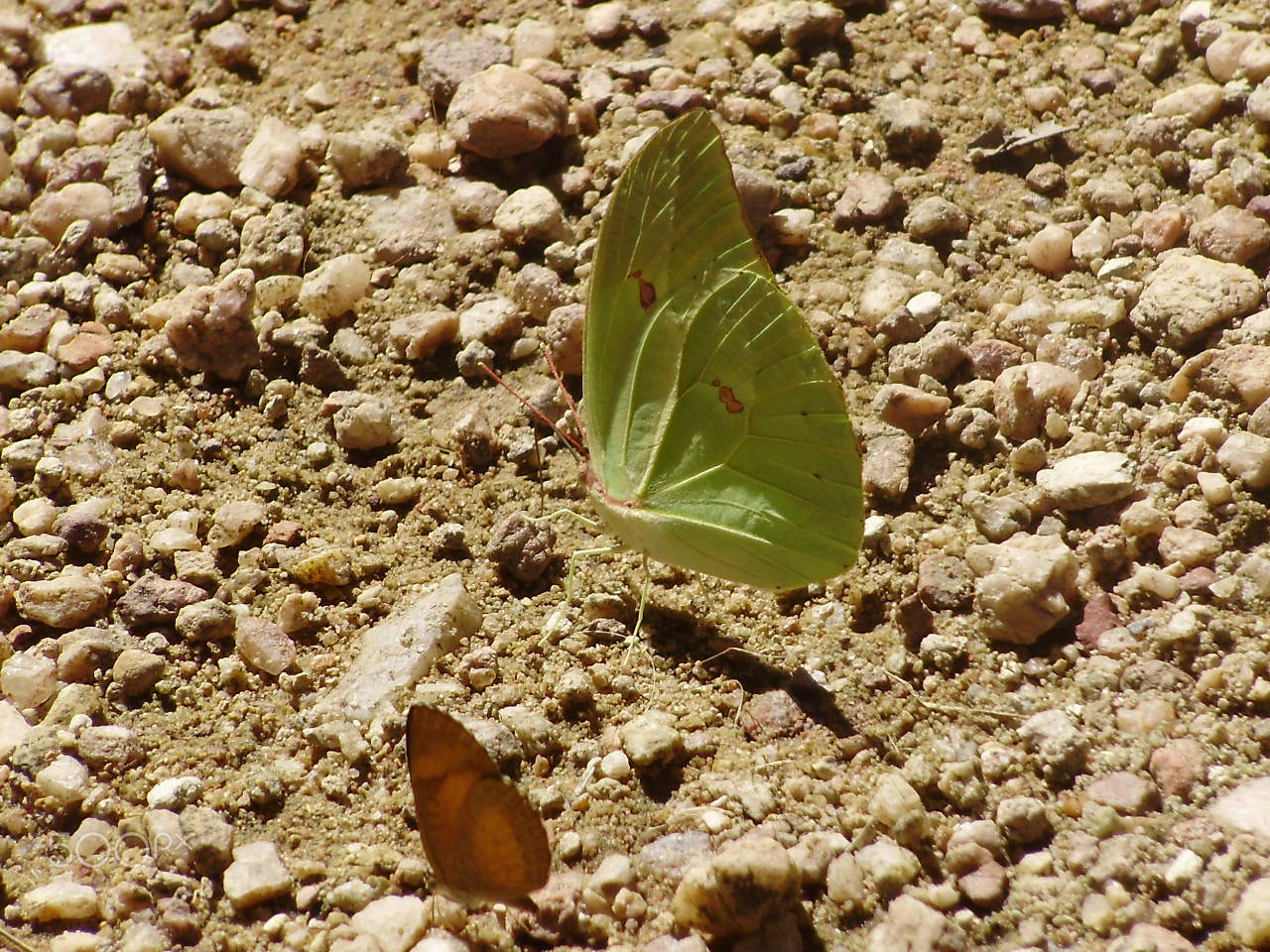 Olympus FE310,X840,C530 sample photo. Borboleta photography