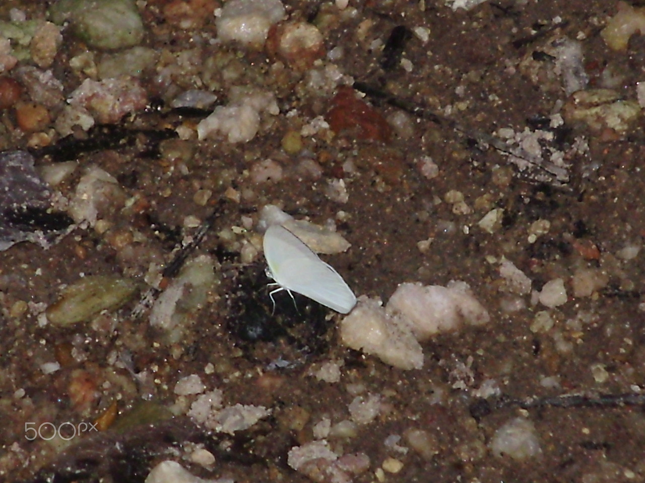 Olympus FE310,X840,C530 sample photo. Borboleta photography