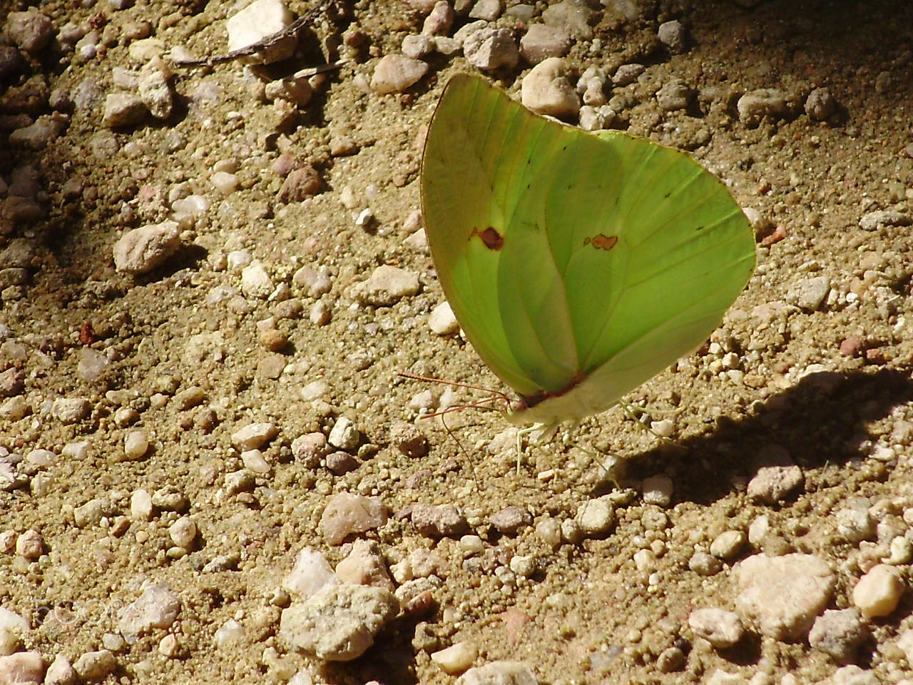 Olympus FE310,X840,C530 sample photo. Borboleta photography