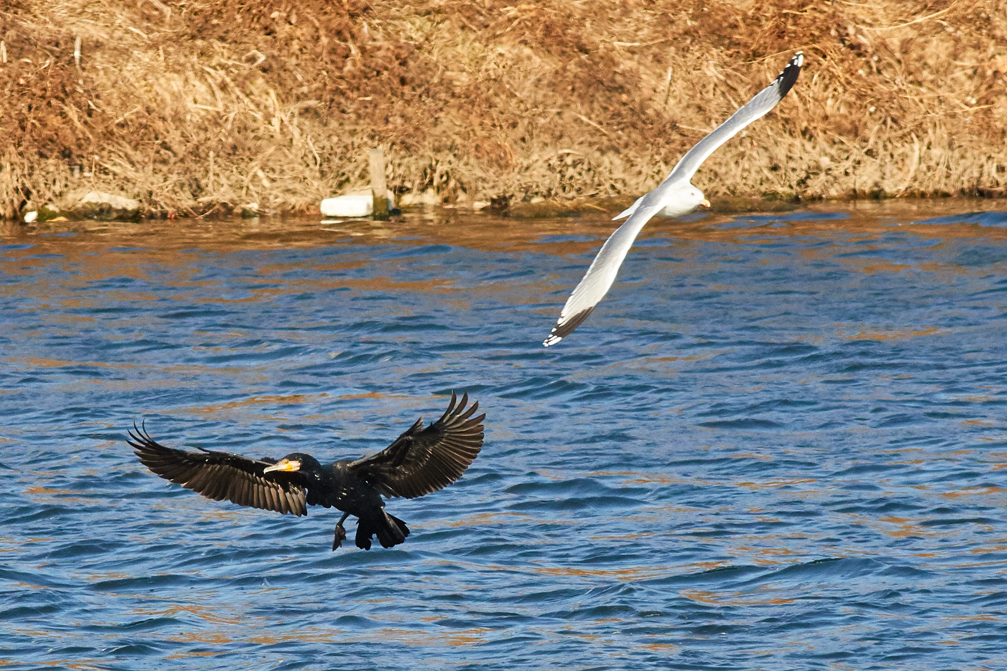 Canon EOS 7D Mark II + Canon EF 400mm F5.6L USM sample photo. Black and white photography