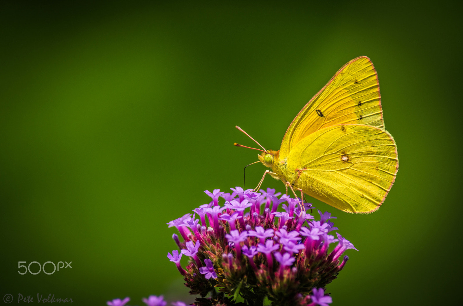 Nikon D7000 + Nikon AF-S Nikkor 300mm F4D ED-IF sample photo. Magic sulphur photography