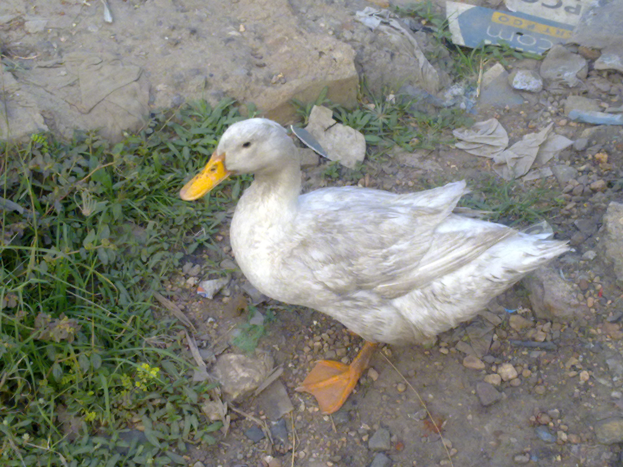 Nokia N79 sample photo. Duck photography