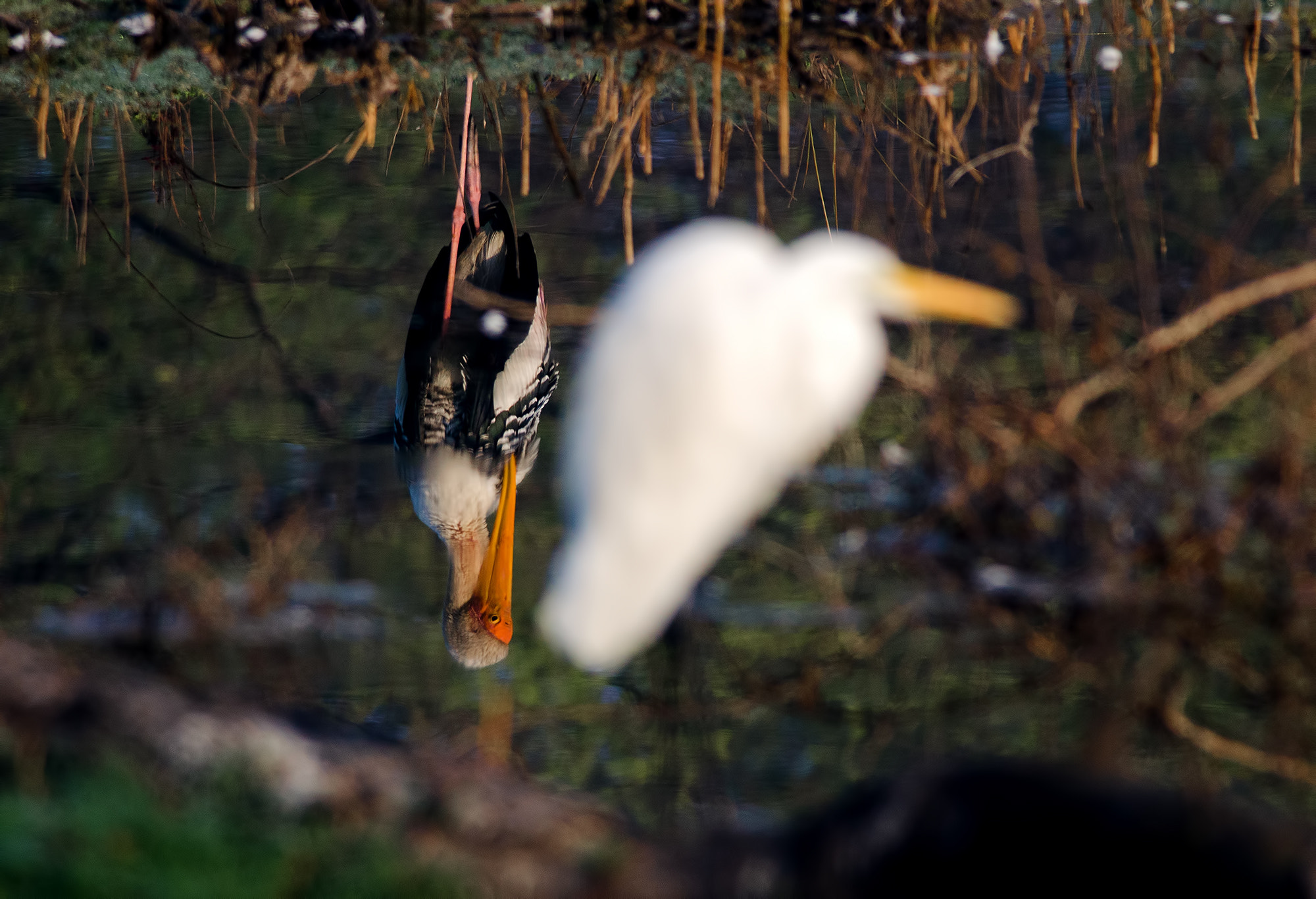 Nikon D7000 + Nikon AF-S Nikkor 300mm F4D ED-IF sample photo. The reflected and the blurred! photography