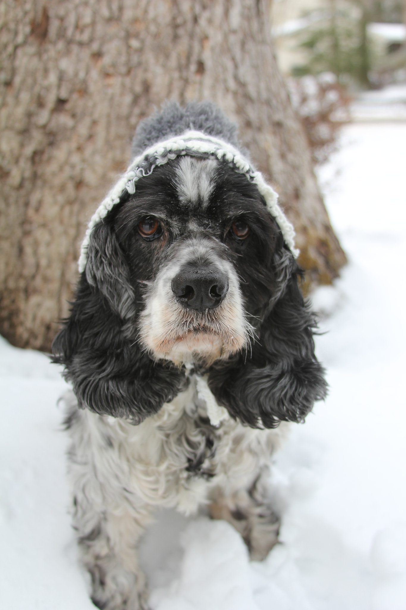 Canon EF 28-135mm F3.5-5.6 IS USM sample photo. Cold nose warm heart photography