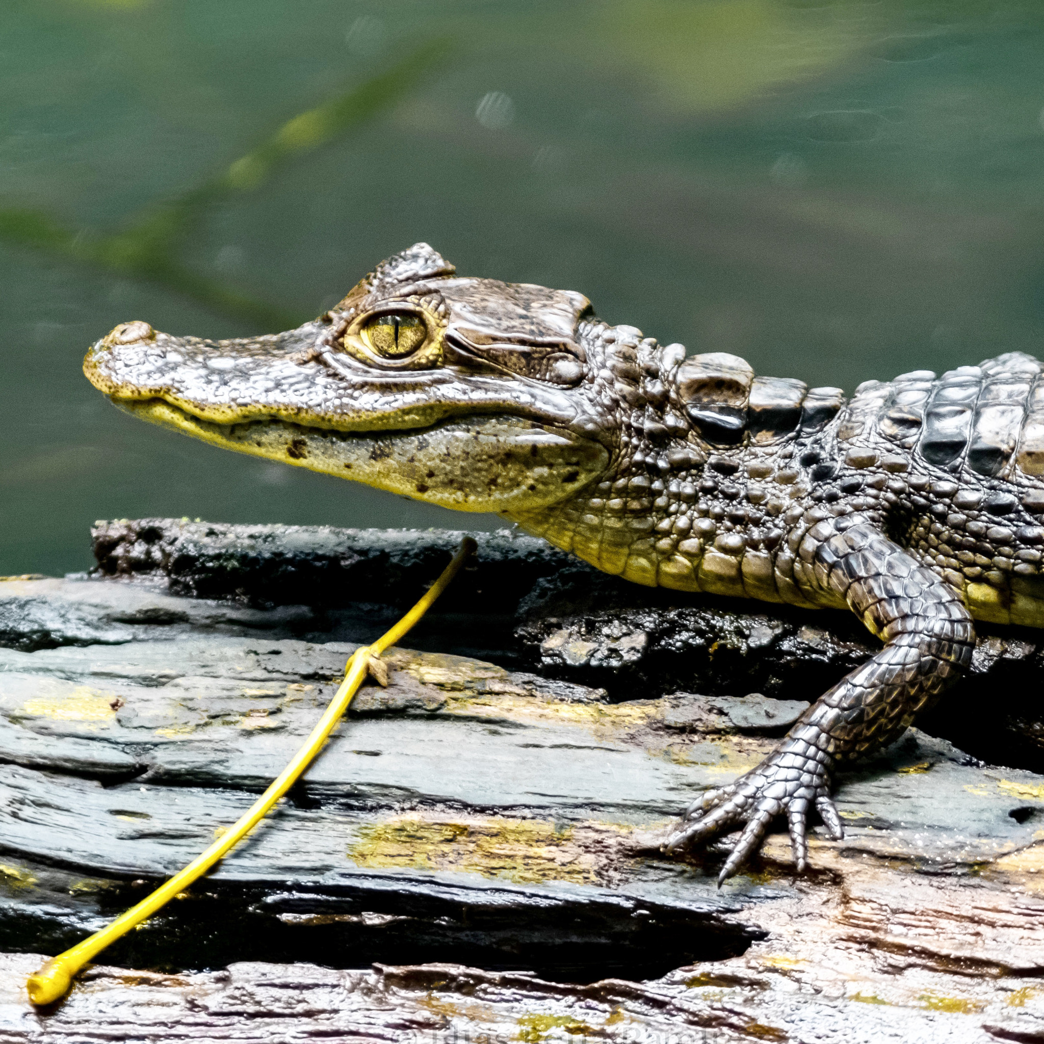 Canon EF 300mm F4L IS USM sample photo. Spectacle caiman photography