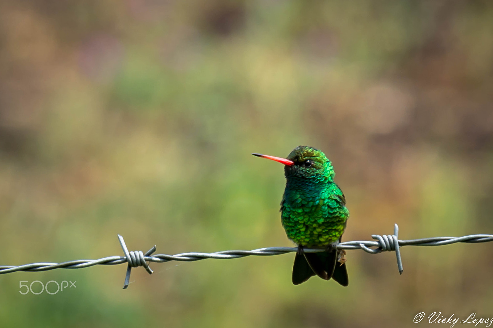 Sigma 70-200mm F2.8 EX DG OS HSM sample photo. Colibri photography