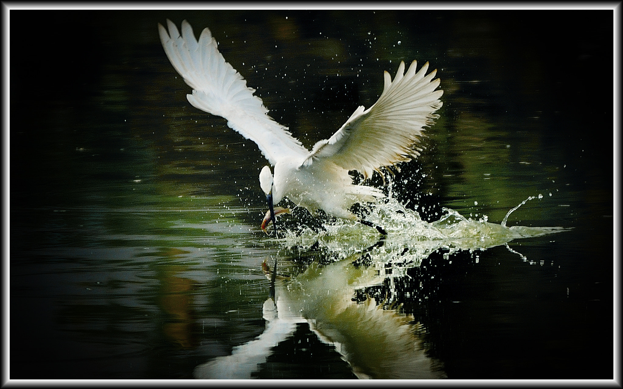 AF-S Zoom-Nikkor 80-200mm f/2.8D IF-ED sample photo. 白露 photography