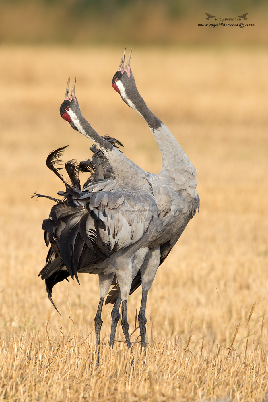 Canon EF 600mm F4L IS II USM sample photo. Kraniche (grus grus) common crane  photography