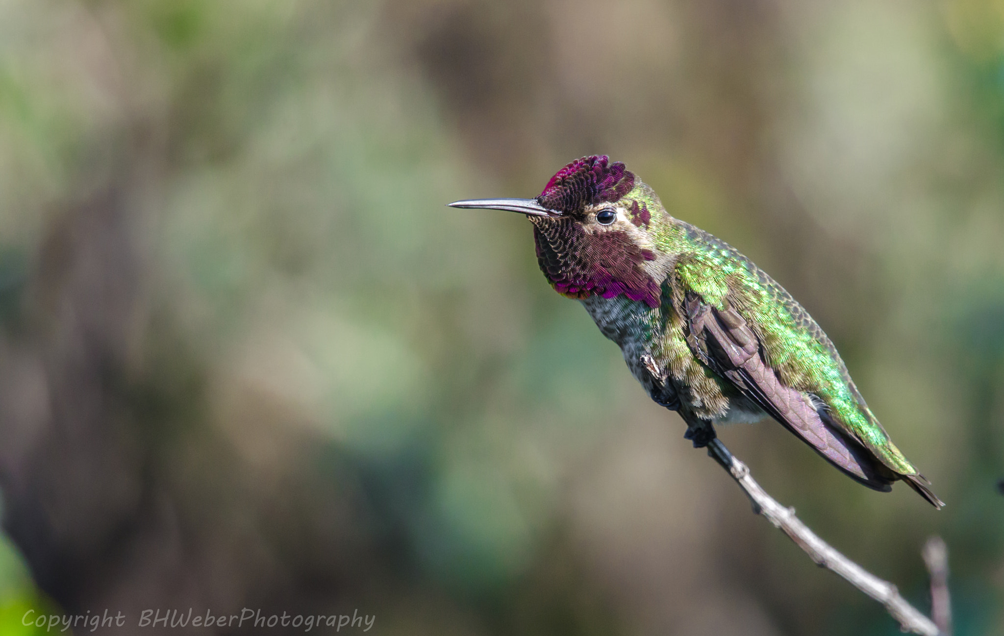 Nikon Nikkor AF-S 300mm F4E PF ED VR sample photo. Hummingbird smile photography