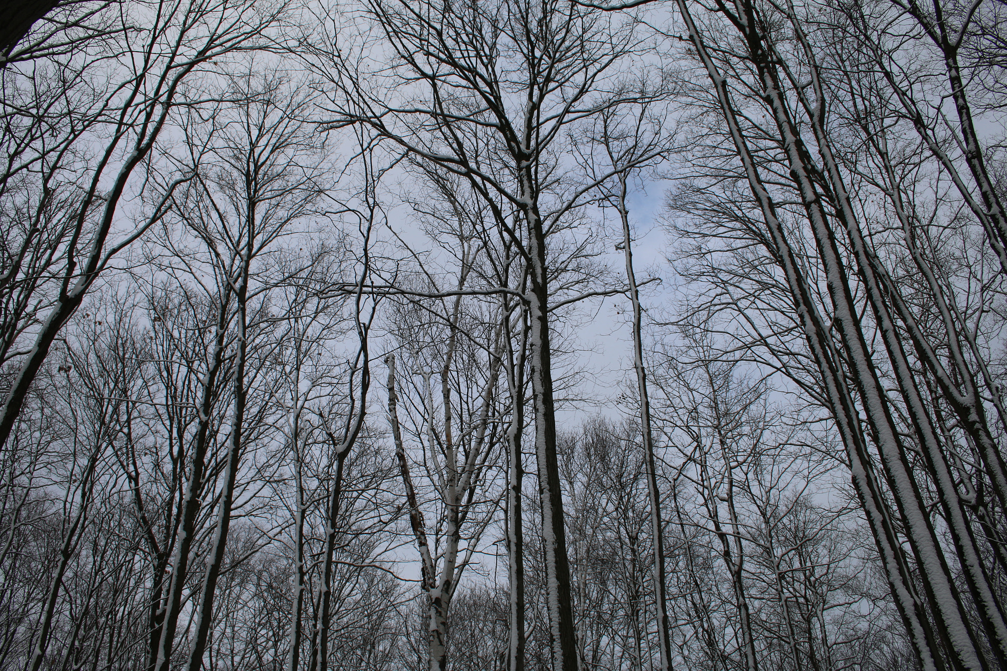 Canon EF-S 18-55mm F3.5-5.6 II sample photo. Beauty photography