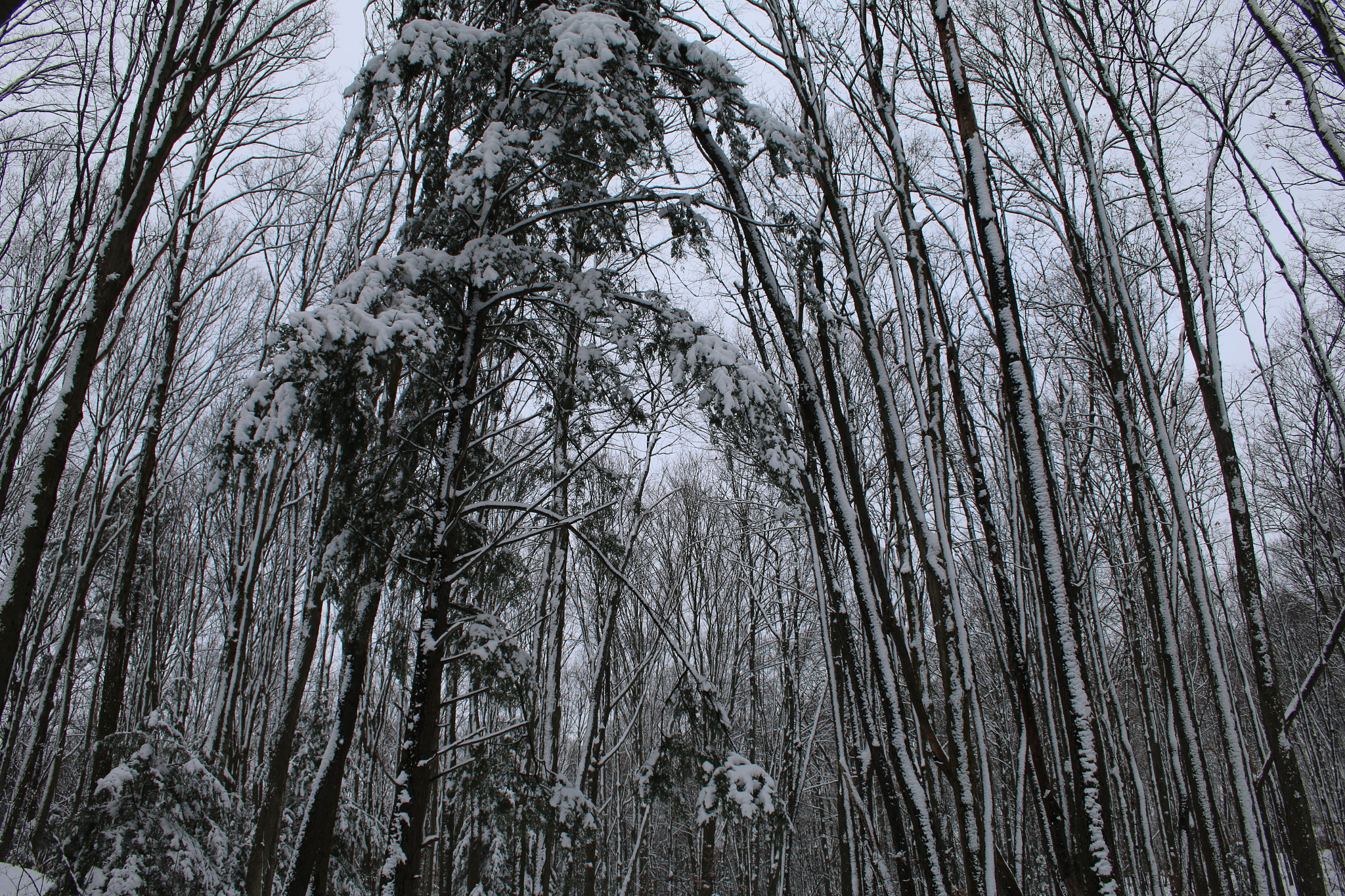 Canon EF-S 18-55mm F3.5-5.6 II sample photo. Beauty photography