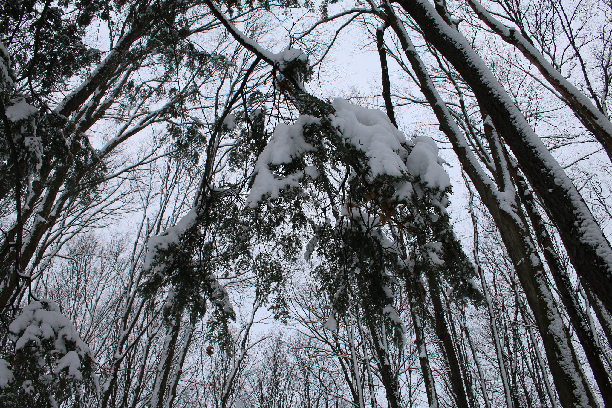 Canon EF-S 18-55mm F3.5-5.6 II sample photo. Beauty photography