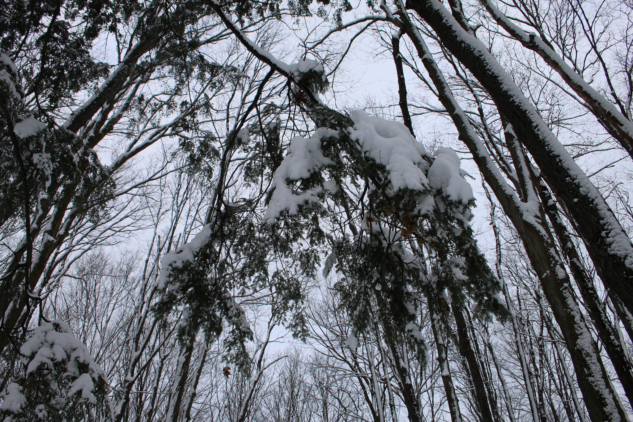 Canon EF-S 18-55mm F3.5-5.6 II sample photo. Beauty photography