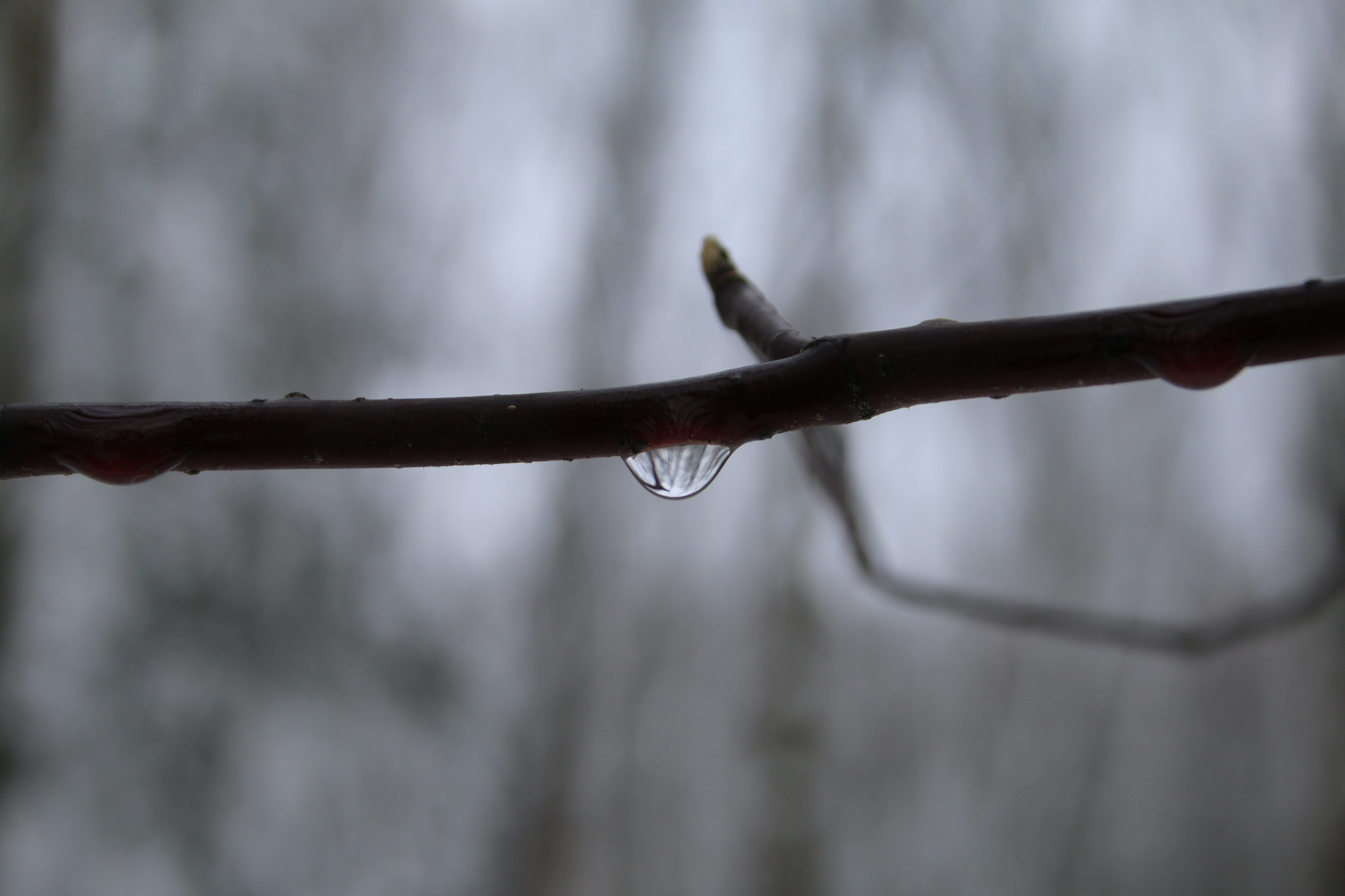 Canon EF-S 18-55mm F3.5-5.6 II sample photo. Beauty photography