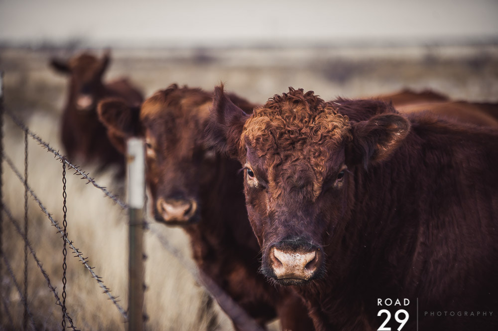Sigma 70-200mm F2.8 EX DG OS HSM sample photo. Cows! photography